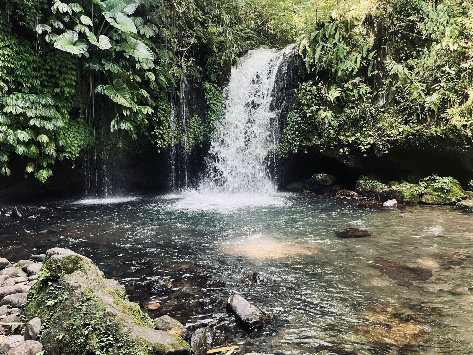 Waterfall cascading into a pool in lush green forest